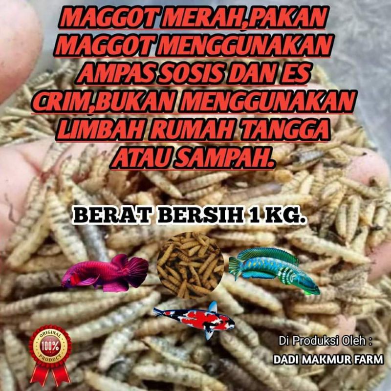 Magot kuning kemerahan  maggot kering 1kg pakan ikan arwana, koi, reptil, kadal dll