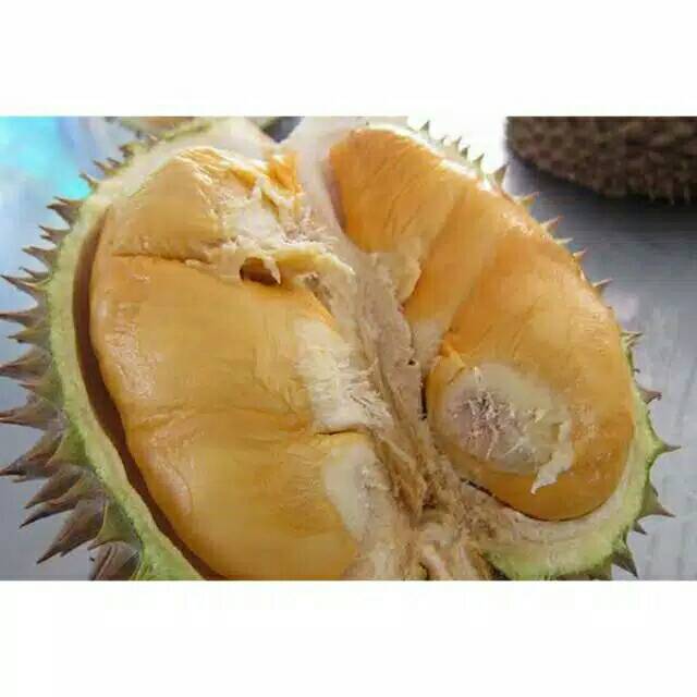 

Bibit durian duri hitam murah dan unggul rasanya sangat manis