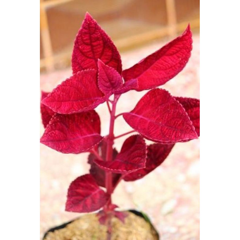 Tanaman Hias Red Coleus taman - miana - ingler - BAKUL KEMBANG