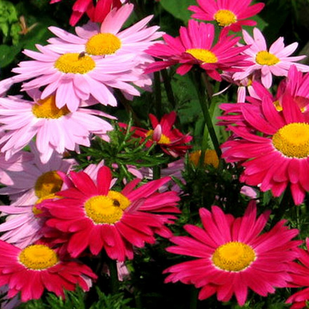 PlantaSeed - 20 Seeds - Pyrethrum Painted Daisy Robinsons - PAS0244