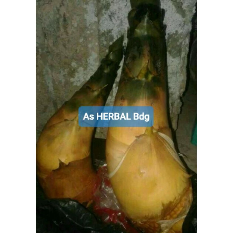 

Rebung Bambu Kuning Asli 1 Kg fresh-az