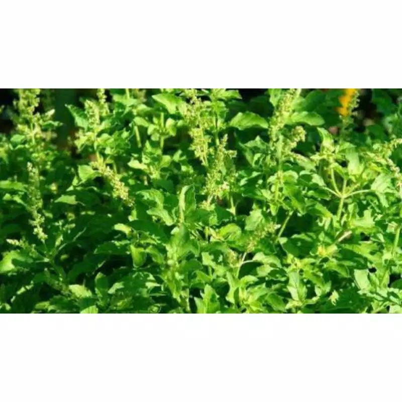 

daun lampes / kemangi hutan segar 150gram