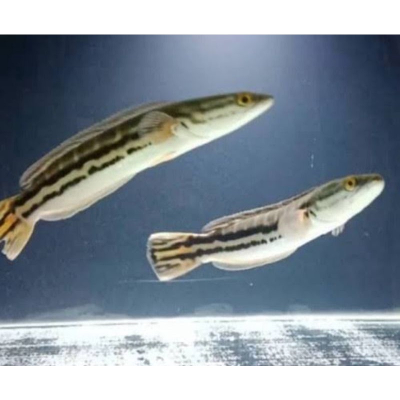 

ikan toman size 6-7