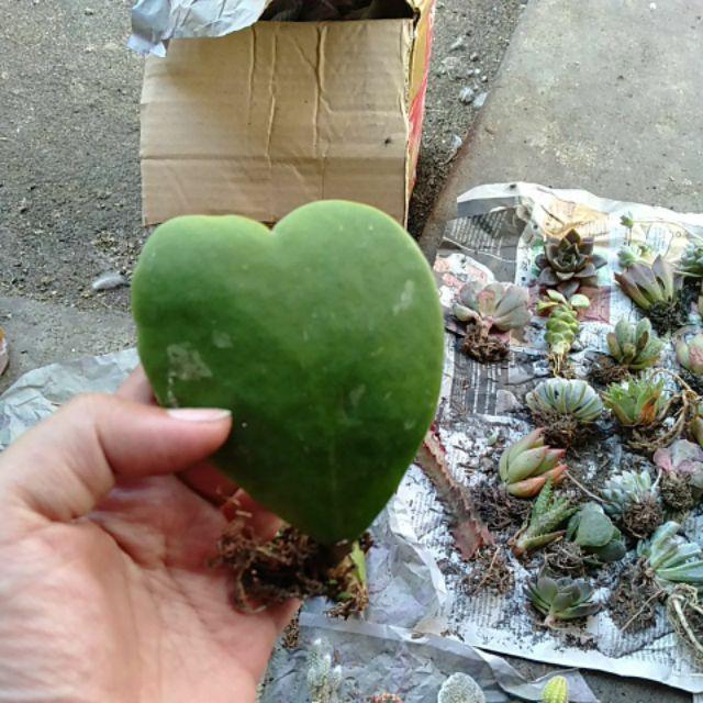 Kaktus Hoya