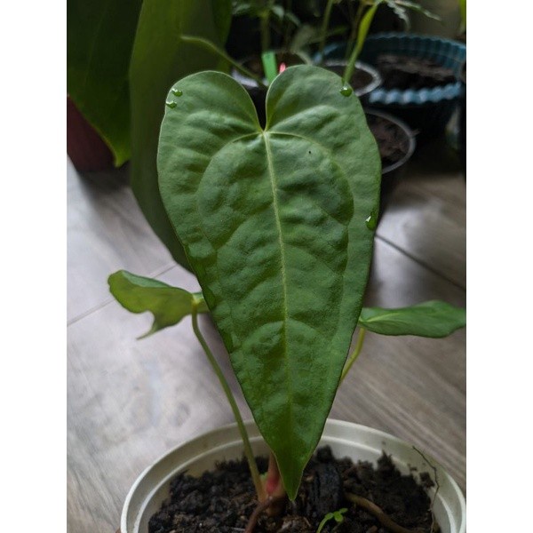 [Nego] Anthurium Papilillaminum x Veitchii Hybrid