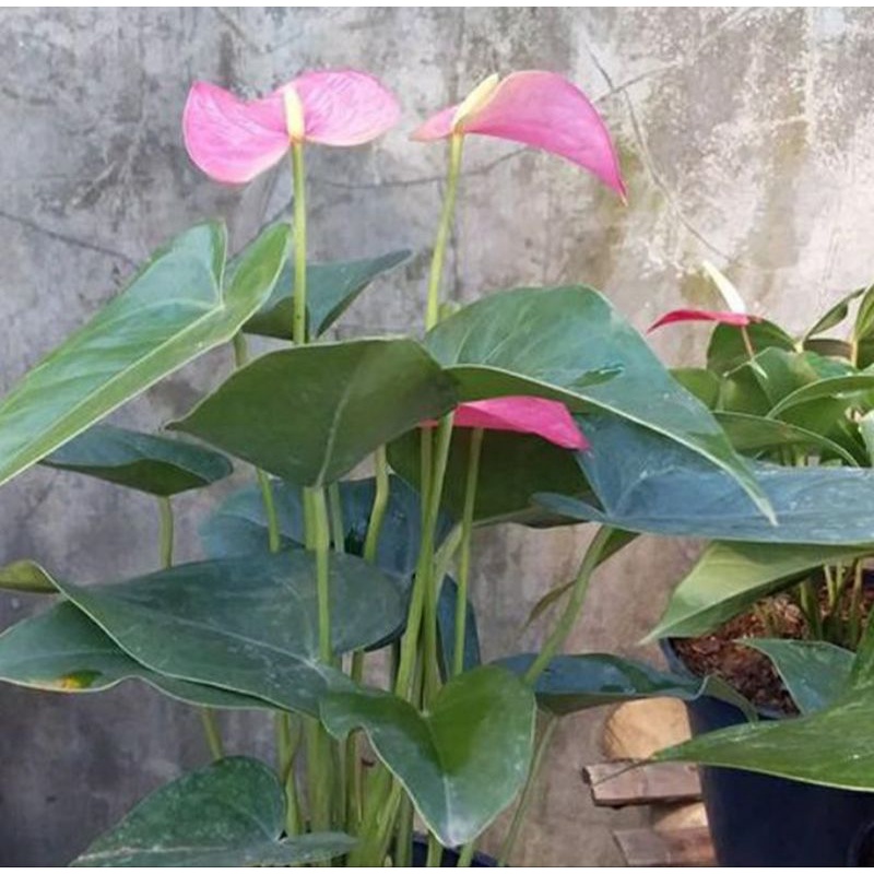 Anthurium bunga pink HOLLAND (Anthurium pink Explosion)

