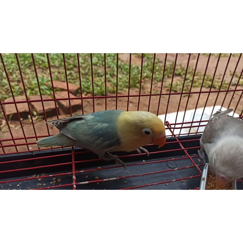 Burung Lovebird PB Blue Paud Wajib Via Ojol