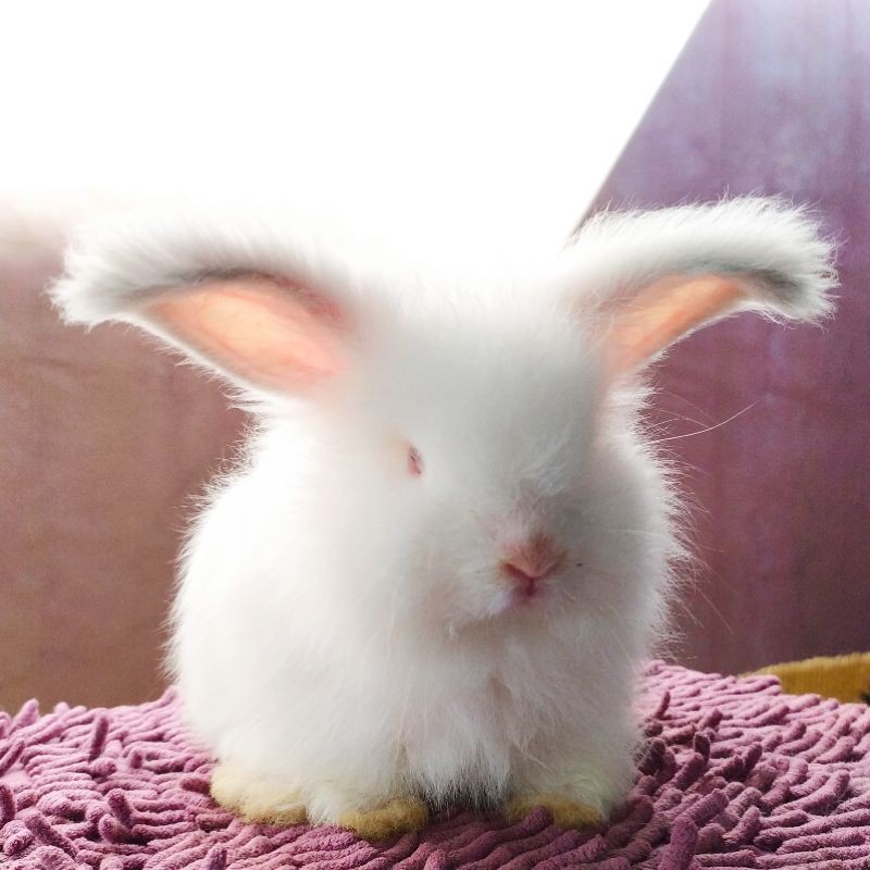 Kelinci Hias English Anggora REW