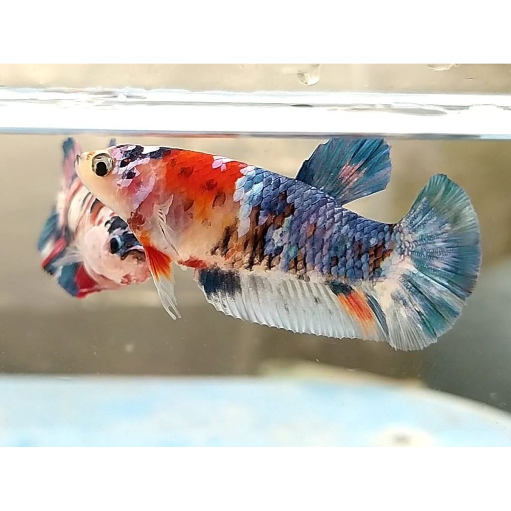 IKAN CUPANG FEMALE /BETINA/KOI/NEMO/MULTY/GALAXY