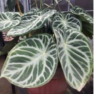 KUPING GAJAH DORAYAKI // BIBIT KUPING GAJAH DORAYAKI