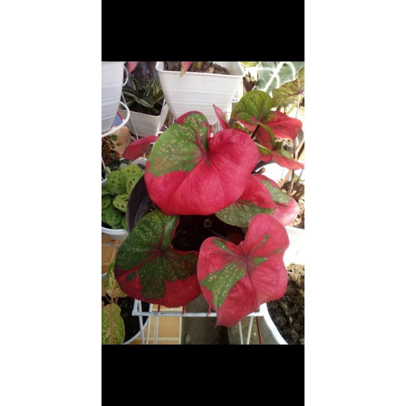 keladi baret merah dewasa