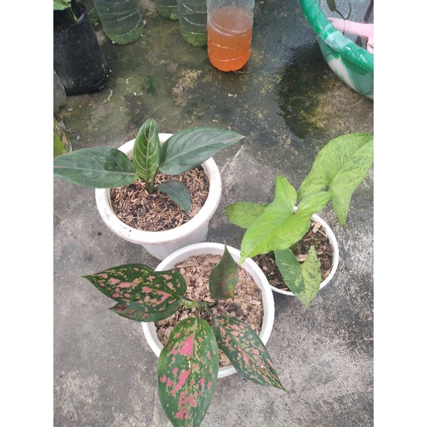 paket murah isi tiga pot tanaman hias anglonema ps singonium