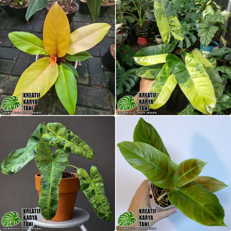 Tanaman hias Philodendron Black Cardinal - Paraiso Verde - Pink Congo - Burlemax Varigata - Dragon -
