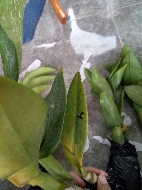 Anggrek Dendrobium Seddling Murah