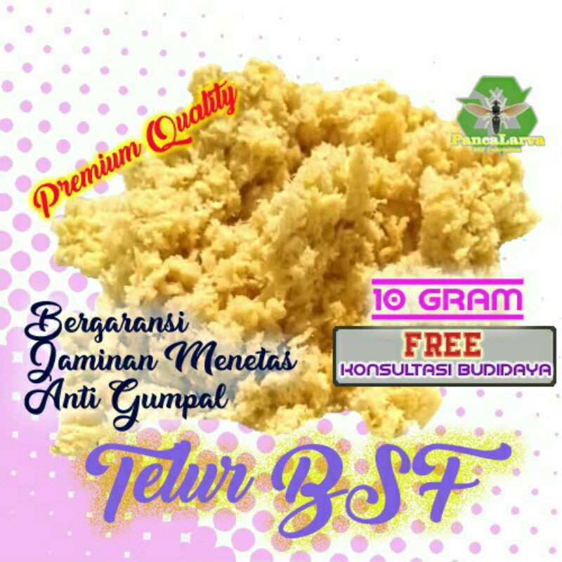 Telur bsf maggot bibit lalat bsf 10 gram