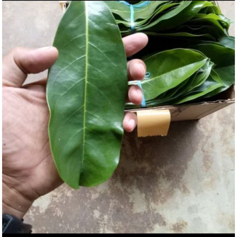 

daun sirsak segar 500gram