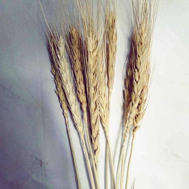 

Triticum natural/gandum import