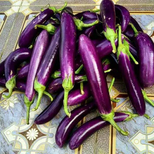 25 BIJI BENIH BIBIT TERONG UNGU LEZATA F1