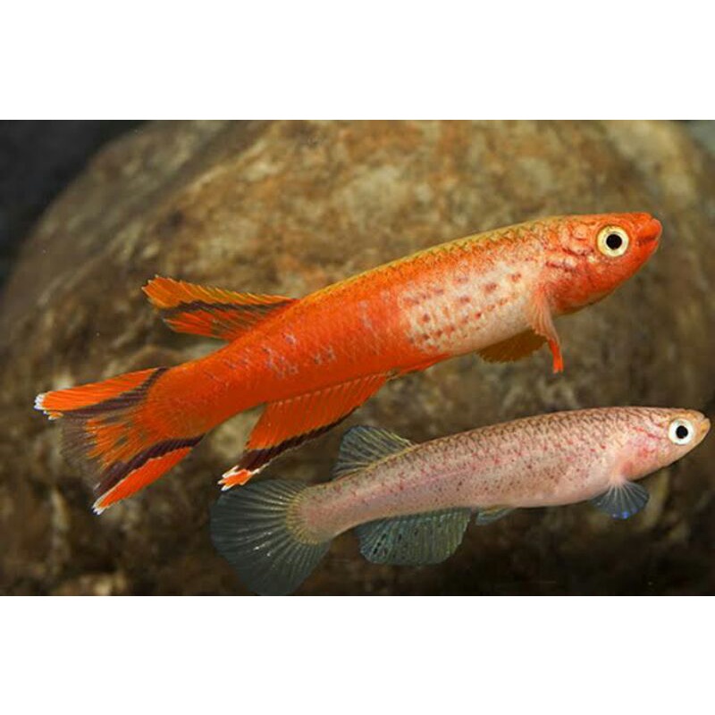 Telur Killifish Aphyosemion Australe Orange