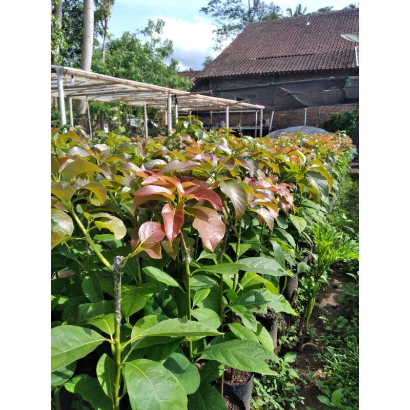 

Bibit Alpukat kendil