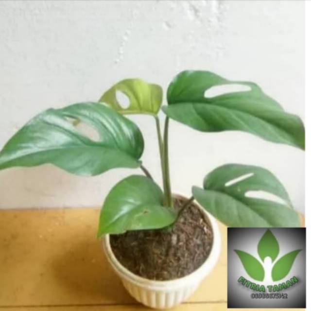 Pohon Monstera Rhapidopora- Tanaman Hias Monstera Rhapidopora