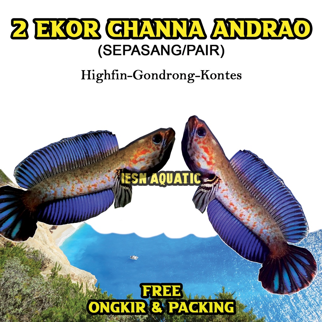 Channa Andrao Pair Garansi Gondrong + Sticker