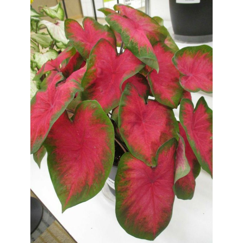 Keladi pink love | Tanaman keladi pink love | Caladium pink love
