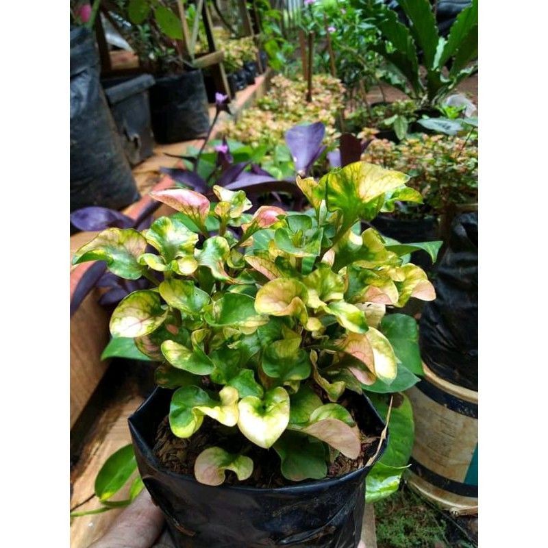 Bunga krokot Jepang - bunga kriminil - bunga krokot merah