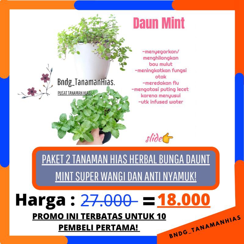 PROMO PAKET 2 TANAMAN HIAS/HERBAL BUNGA DAUN MINT SUPER WANGI + ANTI NYAMUK | TERMURAH