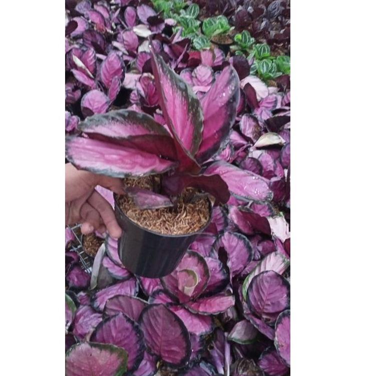 ♬ Calathea Crimson Ungu per5/10 harga spesial ✫