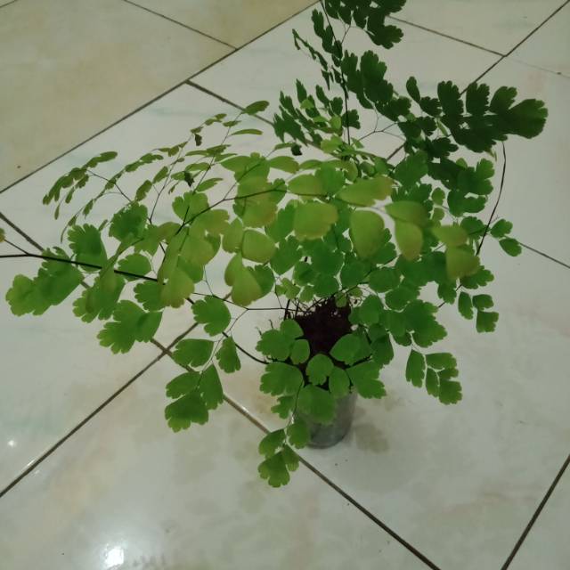 Tanaman hias suplir kaki katak