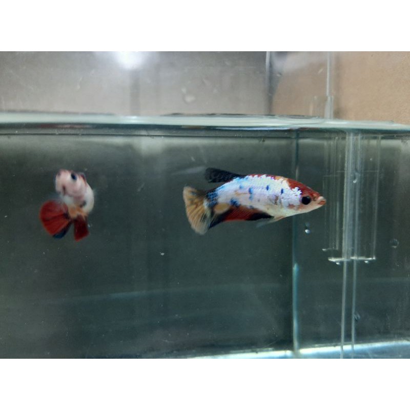 Cupang female yellow base multy