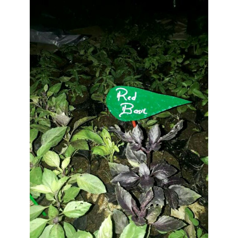 

Detail red basil (kemangi merah herbal ,maica leof)sayuran