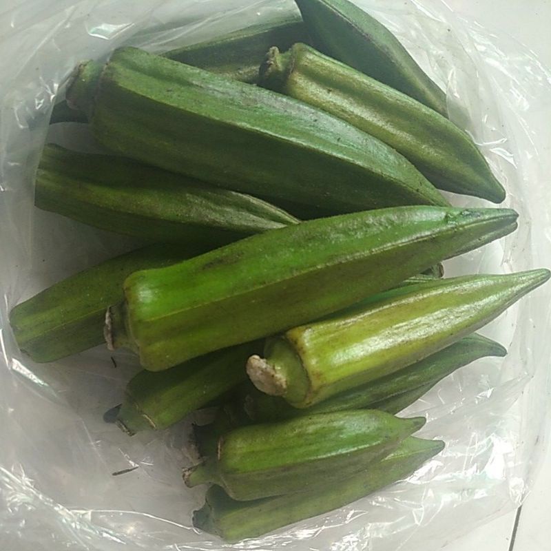 

Bendi Okra Hijau sayur petik segar