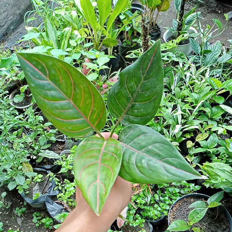 aglonema rotundum Tiger remaja promo murah