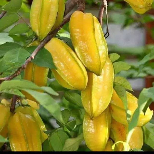 Bibit Buah Belimbing Madu Mudah Berbuah / Tanaman Buah Belimbing