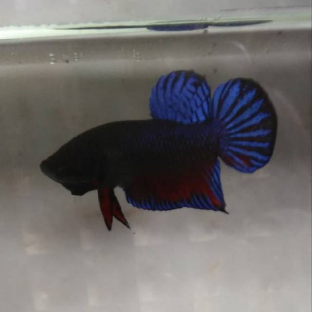 cupang medan super Siap tempur Cupang adu