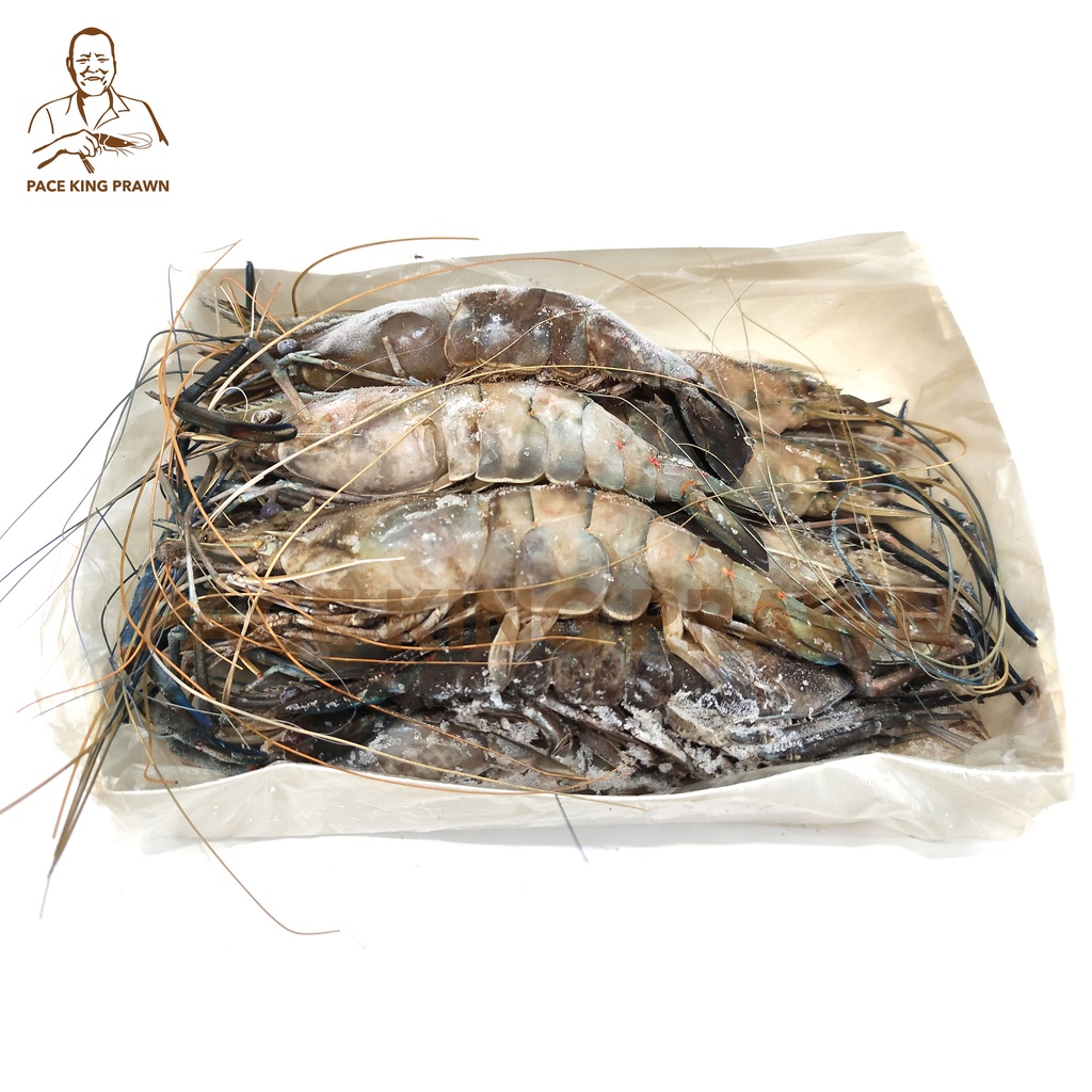 

UDANG GALAH PAPUA SIZE 11-15 FRESH FROZEN