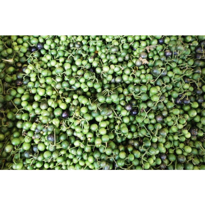 

Lunca Lenca Sayuran Segar 250 gr Terbaru Murah