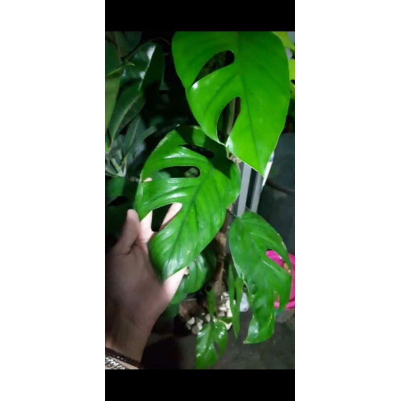 Rhaphidophora Pertusa