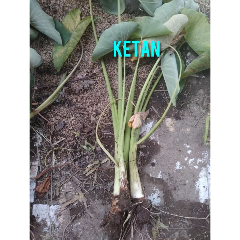 bibit talas Bogor Ketan Asli. bukan talas bogor pratama