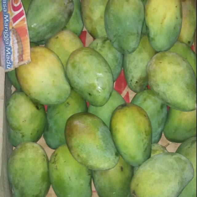 

Mangga alpukat