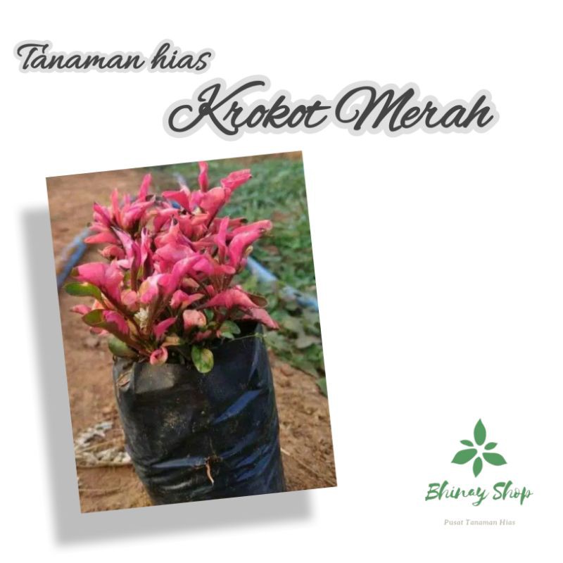 Tanaman Hias krokot Merah / Pohon Hias krokot Merah / Krokot Merah