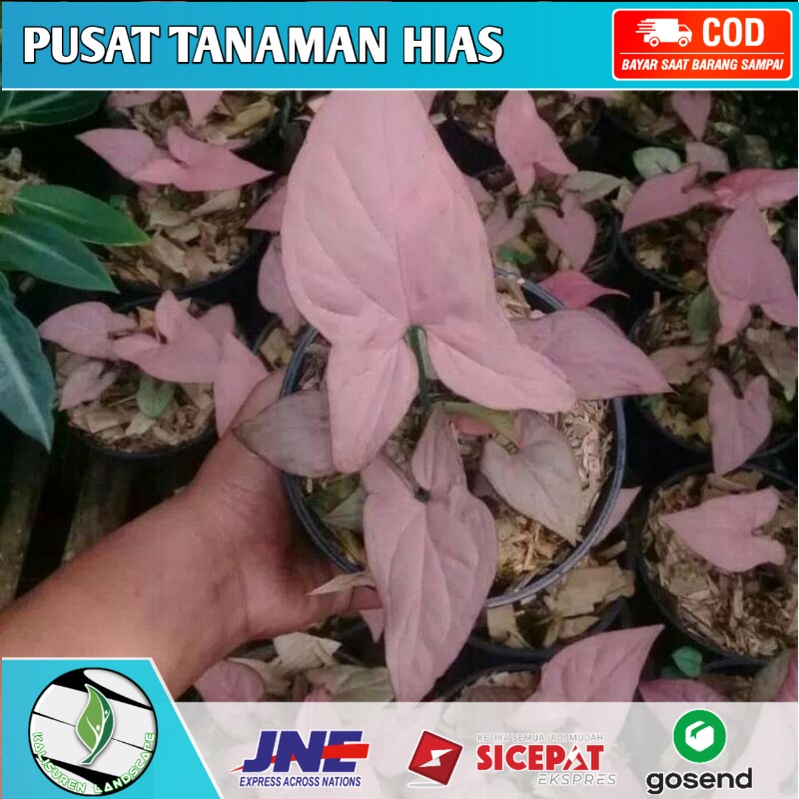 syngonium pink neon robusta original / syngonium pink perfection x neonrobusta