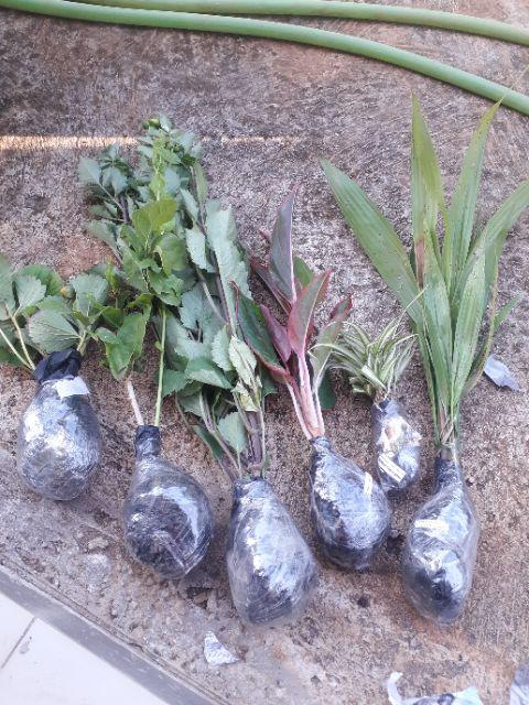 Bibit Tanaman Hias Daun Aglaonema Lipstiksian Aurora