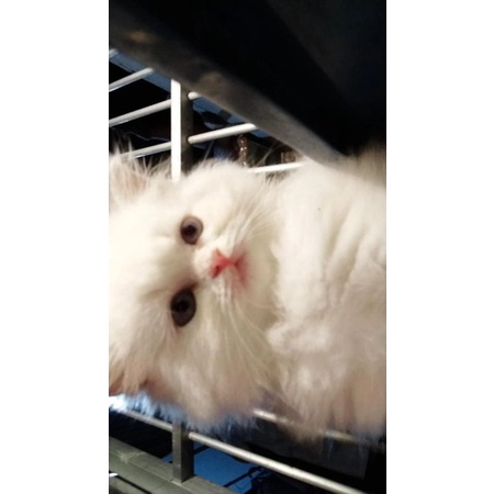 kucing Persia flatnose