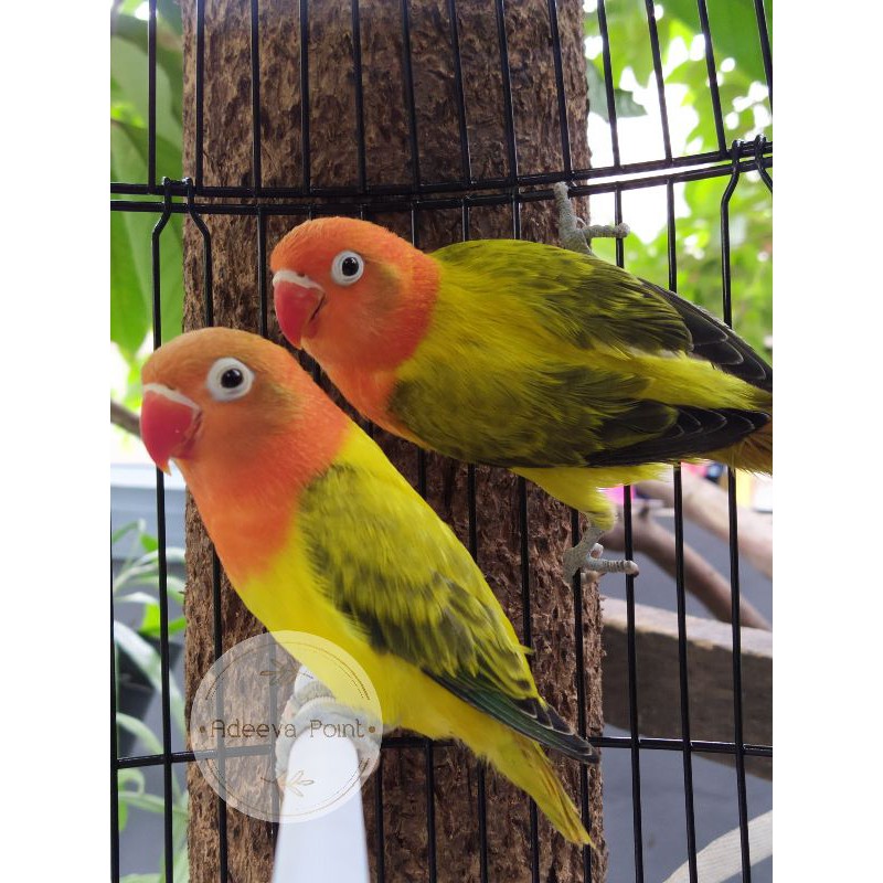 lovebird Biola Ewing Gold Sepasang Dewasa