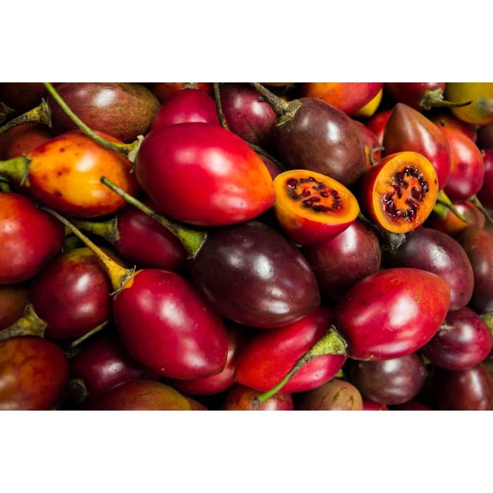 Benih Bibit Biji - Terong Belanda Tamarillo (Cyphomandra betacea) Seeds - IMPORT