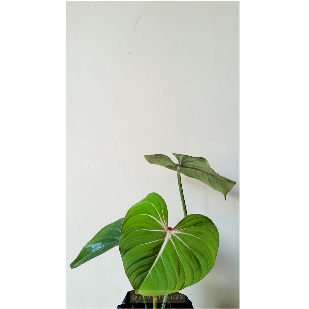 Алоказия макрориза Стингрей. Алоказия Скат Стингрей. Philodendron Gloriosum. Алоказия Стингрей хвост ската.