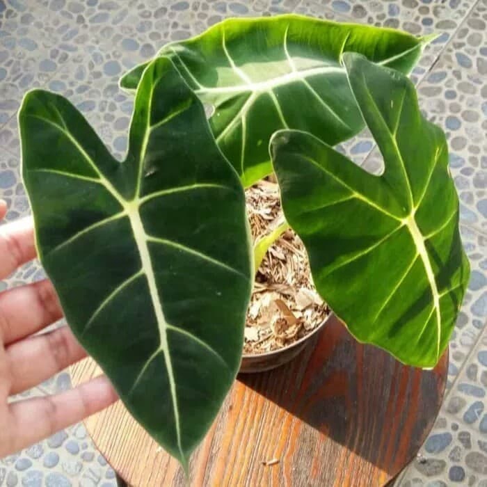 Tanaman Hias Keladi Neon Caladium Neon Free Shopee Indonesia